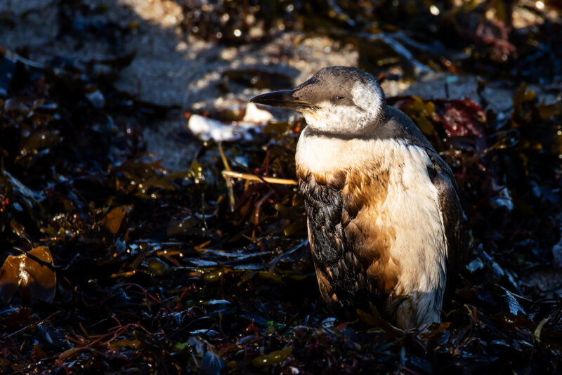 Guillemot de Troïl mazouté